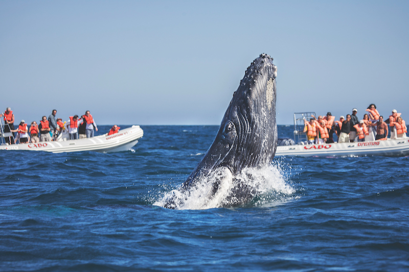 Whale of a Tale in Cabo San Antonio Magazine
