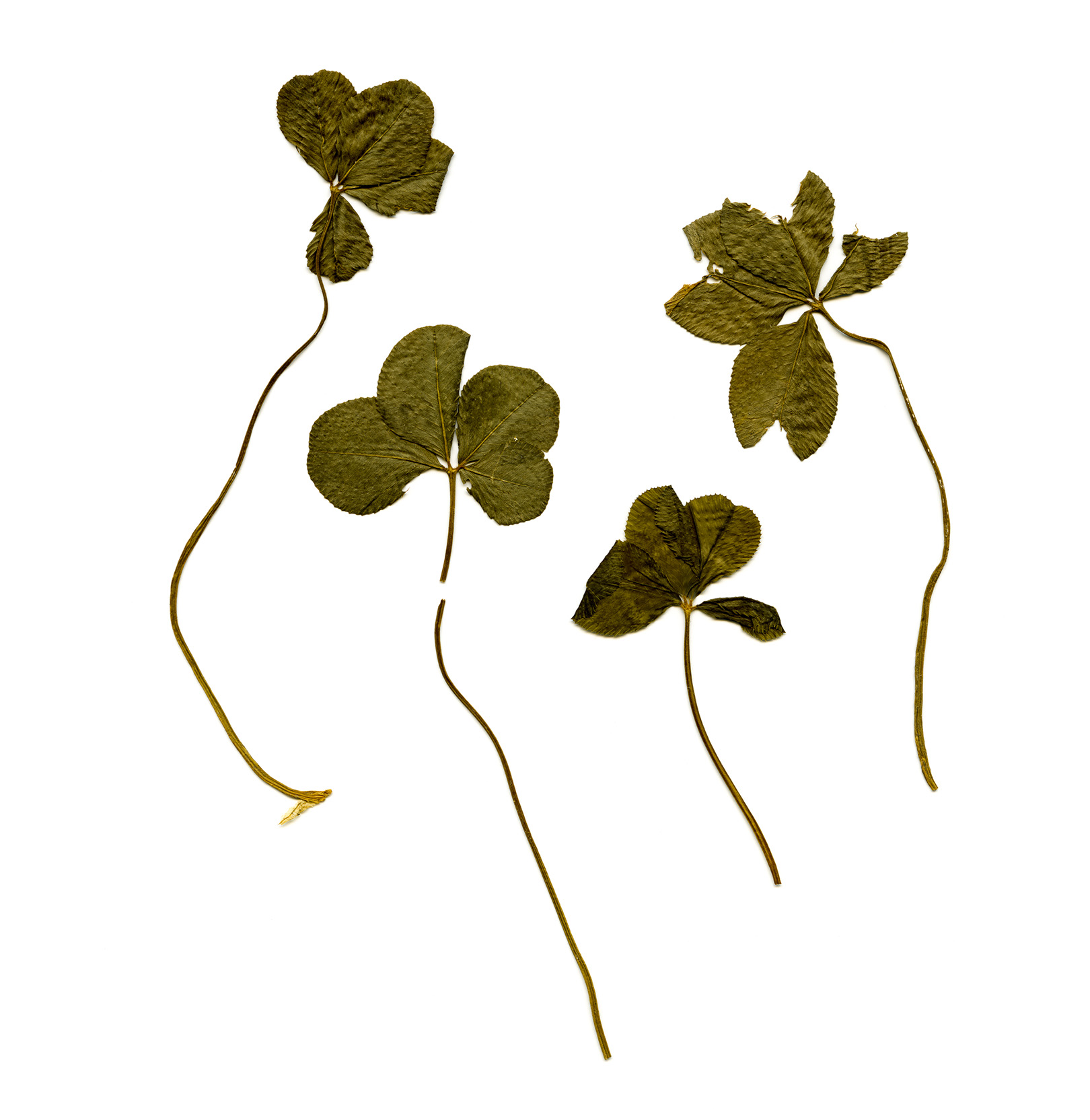 Lucky様 The Luck Archive - San Antonio Magazine