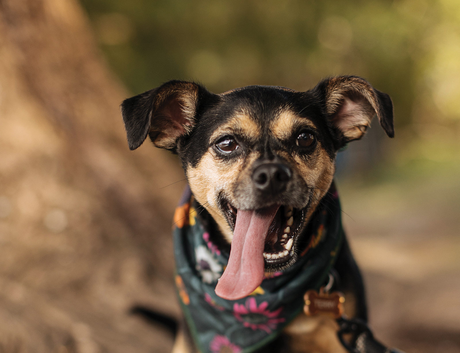 The Airbnb for Dogs San Antonio Magazine